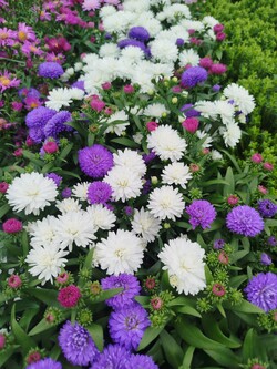 548205547_122217803708126874_1799526877889941829_n